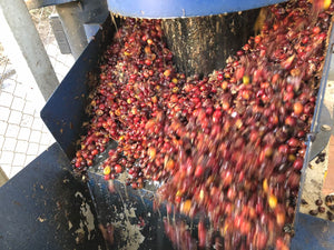 Panama Pacamara Horqueta 3 (Natural)