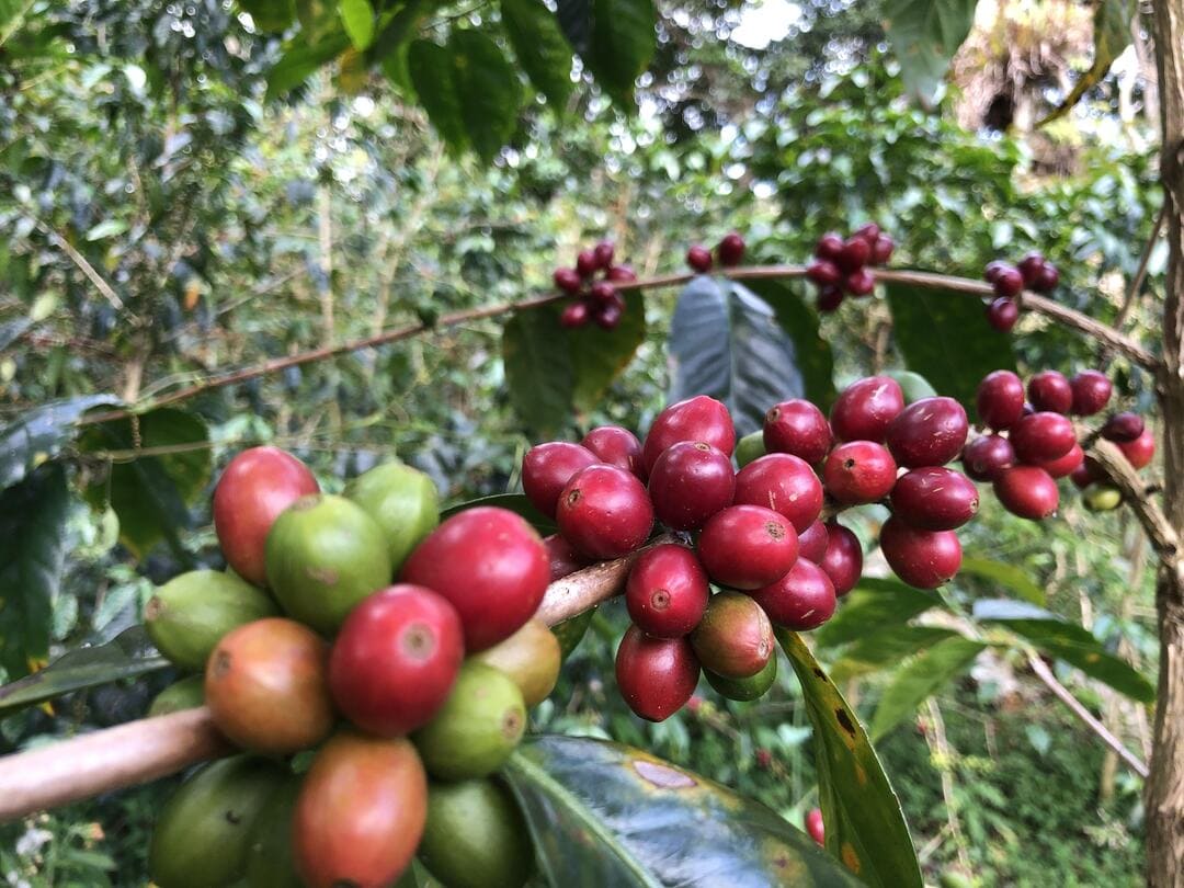 Ripe Coffee Cherries at Horqueta Farm, Boquete, Panama 