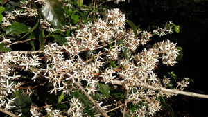 Panama Pacamara Horqueta 3 (Natural)